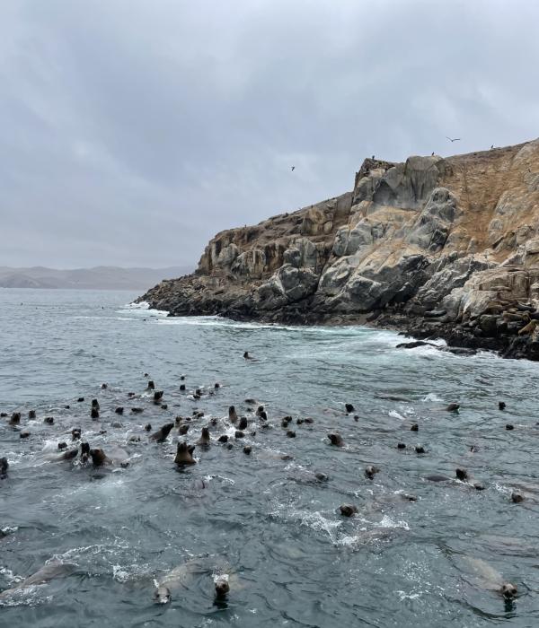 Los leones marinos de la Isla Palomino, en Callao, salen tras el paso de la embarcación.