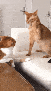 Cat Punching GIFs | Tenor
