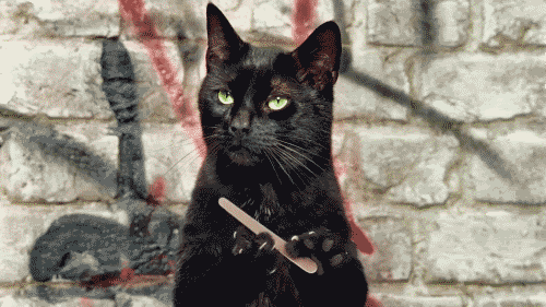 Unimpressed cat filing nails gif