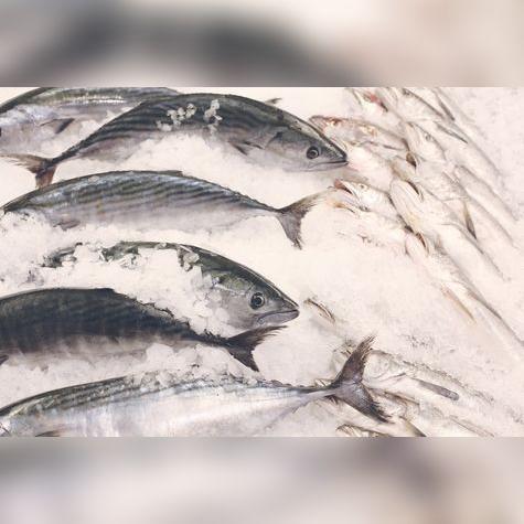 Bonito fresco sobre cama de hielo, para cuidar la cadena de frío.   