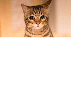 2ebf4a206d78c8bec8021fb622359071.gif