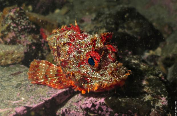En la costa peruana habitan más de dos mil especies de peces y mil de moluscos y crustáceos, como este pez diablo (pontinus furcirhinus). (Foto: Augusto Astete)
