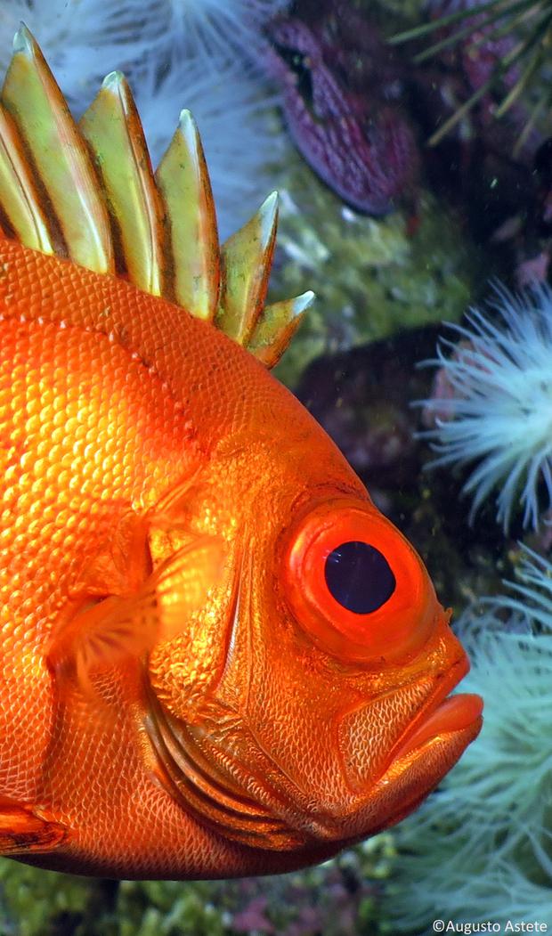 A unos 15 metros al fondo del mar de Pucusana nos toparemos con distintas especies marinas, como este pez catalufa semáforo. (Foto: Augusto Astete)