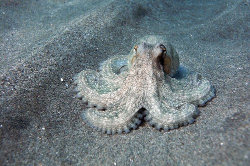 Pulpo Octopus Vulgaris