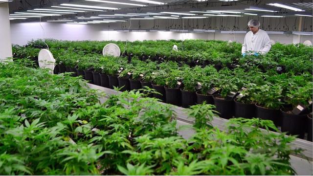 Khiron posee extensos cultivos de cannabis en el departamento colombiano de Tolima. Allí desarrolla el proceso de elaboración de sus extractos de cannabis medicinal.