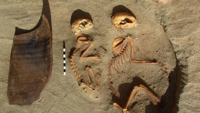 Esqueletos de gatos hallados en el sitio de Berenice.